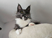 Fluffy Tica reg maine coon kittens