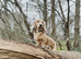Miniature Dachshund Puppies
