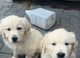 Golden retriever puppies