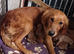 Golden Retriever puppy KC REG,