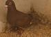 Meluman red cock bird
