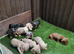 Dashund pups