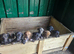 Lurcher pups 8 week old