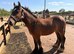 Cob gelding