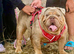 Stunning female English bulldog