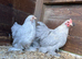 A pair of lavender cuckoo Pekins