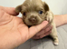 Beautiful chihuahua boys for sale