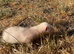 Ferret kits for sale