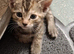 Bengal female kitten