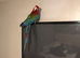 Blue gold macaw green wing macaws