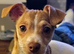 Jack Russell x Chihuahua