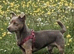 Miniature Rainbow Jack pups for sale