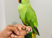 Beautiful hand tamed ringneck parrots for sale.