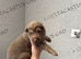 Stunning Isabella reverse panda and Isabella and tan German shepherd pups