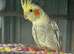 Male Cockatiel for sale