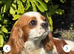 KC reg Champion Bloodline Cavalier King Charles Spaniel Puppies