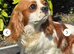 KC reg Champion Bloodline Cavalier King Charles Spaniel Puppies