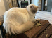 2 ragdolls