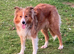 Lassie/Border Collie X Toy Poodle