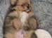 Pomeranian puppies