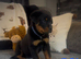 Rottweiler puppies, 3 boys, 3 girly, ready to go.