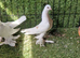Kurdish pigeons