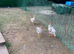 8 weeks old baby chickens