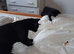 Kittens for sale , 2 boys 2 girls