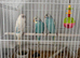 Beautiful baby budgies