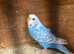Female budgie
