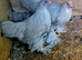 Trio Of Isabella Brahma large fowl