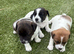 3 unique full bred Jack Russel girls