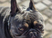 Kc registered 6 generations kc puppies