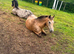 13.2 5year old dun mare - poss in foal