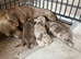 Miniature dachshund puppies