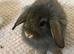 Adorable Baby Bunnies Looking for Their Forever Homes