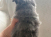 RESERVED Xs tiny silver female chihuahua