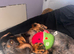 Dapple miniature dachshund female