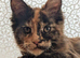 Tica registered Maine coon girl