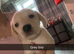 Labrador puppies