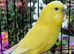 Beautiful Budgies - Various colours