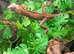 Vietnamese Blue Crested Lizard (Calotes Bachae) Pair at Birmingham Reptiles