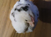 Booted bantam hatching eggs