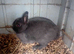 netherland dwarfs Baby boys
