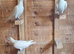 Pure white ludo classens racing pigeon for sale