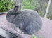 Neverland x mini lop