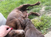 Cocker spaniel puppies
