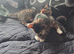 Kittens brother and sister