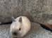 Netherland dwarf babies