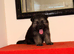 Beautiful & Chunky German Shepherd Puppy